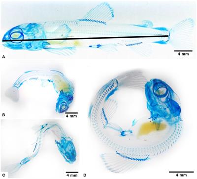 Effect of hypoxia on the post-hatching growth of the body of the fry and the caudal fin of the Atlantic Salmon (Salmo salar)